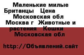 Маленькие милые Британцы › Цена ­ 5 000 - Московская обл., Москва г. Животные и растения » Кошки   . Московская обл.
